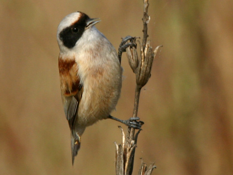 kdelnka lun
 (Remiz pendulinus
)
