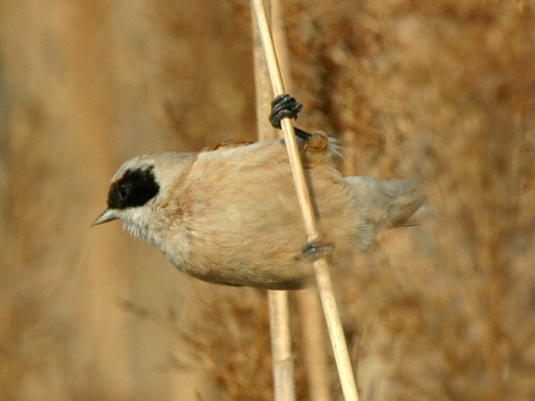 kdelnka lun
 (Remiz pendulinus
)