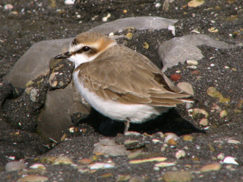 kulk morsk
 (Charadrius alexandrinus
)
