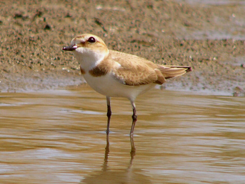 kulk morsk
 (Charadrius alexandrinus
)