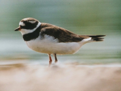 kulk pieson
 (Charadrius hiaticula
)