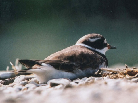 kulk pieson
 (Charadrius hiaticula
)