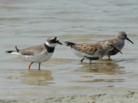 kulk pieson
 (Charadrius hiaticula
)