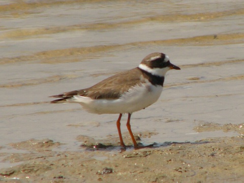 kulk pieson
 (Charadrius hiaticula
)