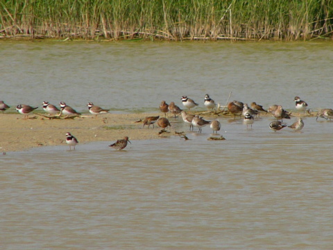kulk pieson
 (Charadrius hiaticula
)