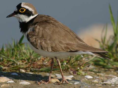 kulk rieny
 (Charadrius dubius
)