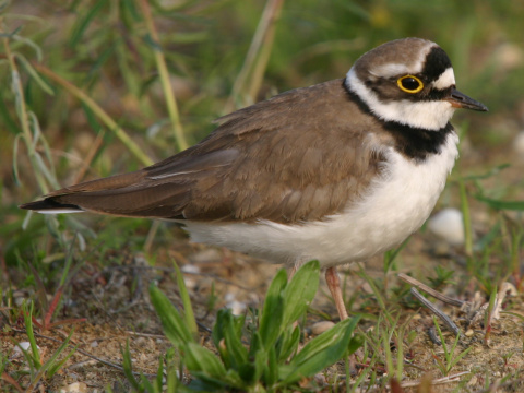 kulk rieny
 (Charadrius dubius
)