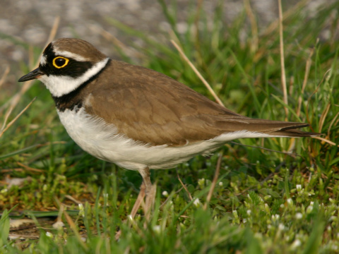 kulk rieny
 (Charadrius dubius
)