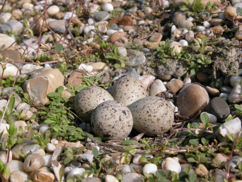 kulk rieny
 (Charadrius dubius
)
