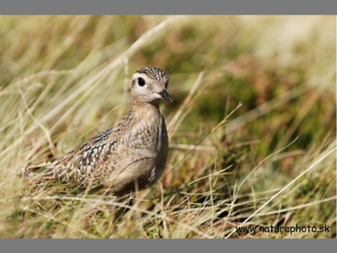 kulk vrchovsk
 (Charadrius morinellus
)