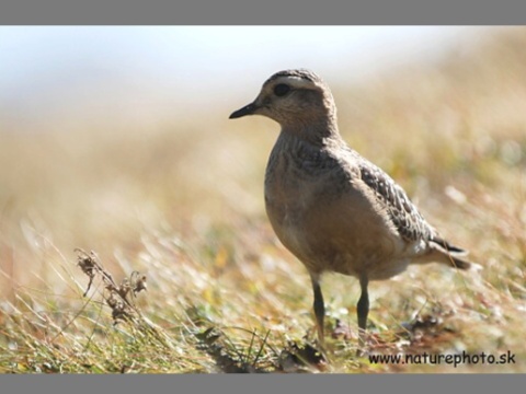 kulk vrchovsk
 (Charadrius morinellus
)