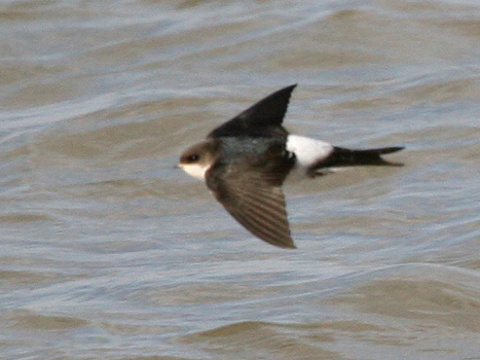 belortka domov / belortka obyajn
 (Delichon urbica
)