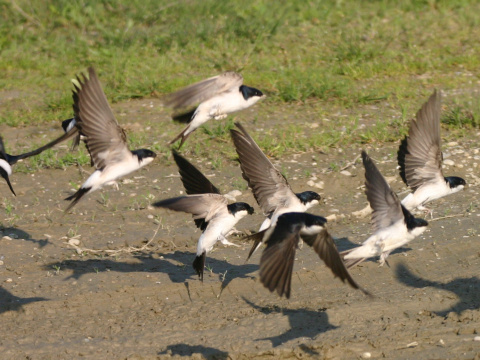belortka domov / belortka obyajn
 (Delichon urbica
)