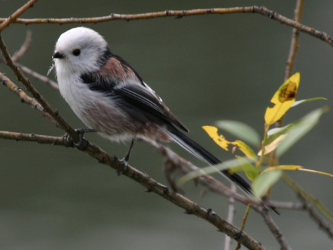 mlynrka dlhochvost
 (Aegithalos caudatus
)