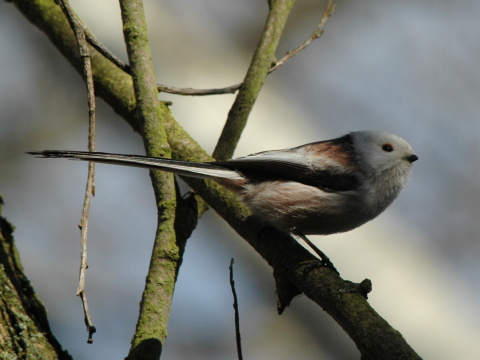 mlynrka dlhochvost
 (Aegithalos caudatus
)