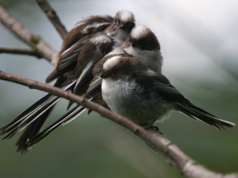mlynrka dlhochvost
 (Aegithalos caudatus
)