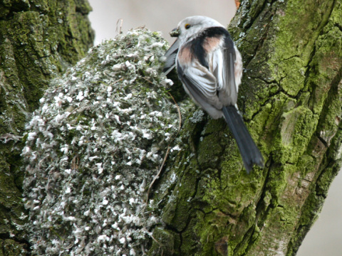 mlynrka dlhochvost
 (Aegithalos caudatus
)