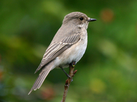 muchr siv
 (Muscicapa striata
)