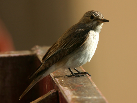 muchr siv
 (Muscicapa striata
)