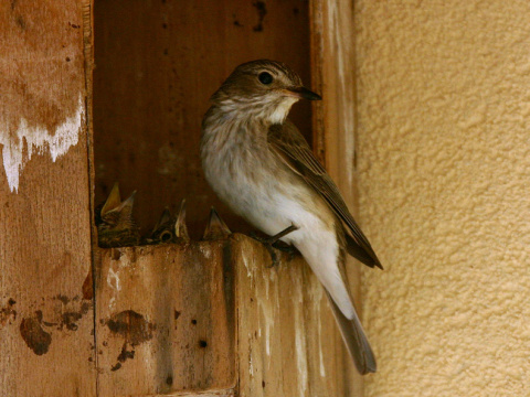 muchr siv
 (Muscicapa striata
)