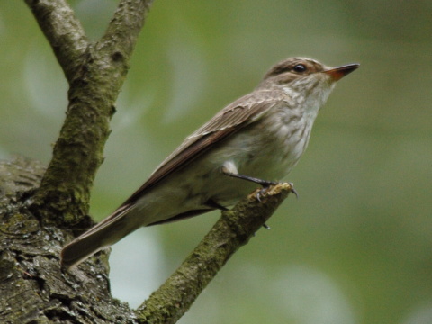 muchr siv
 (Muscicapa striata
)