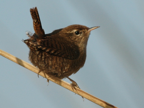 orieok hned / orieok obyajn
 (Troglodytes troglodytes
)