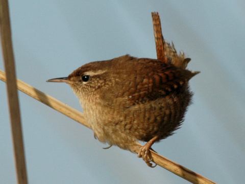 orieok hned / orieok obyajn
 (Troglodytes troglodytes
)