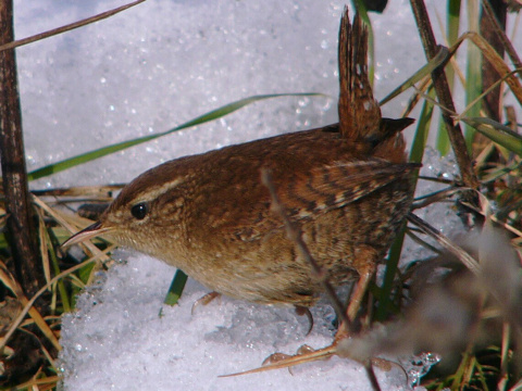 orieok hned / orieok obyajn
 (Troglodytes troglodytes
)