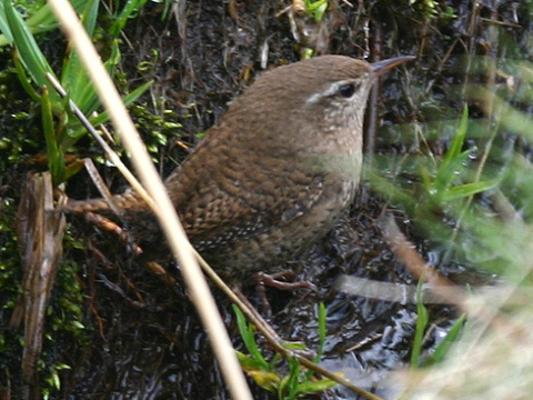 orieok hned / orieok obyajn
 (Troglodytes troglodytes
)