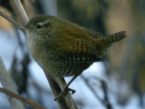 orieok hned / orieok obyajn
 (Troglodytes troglodytes
)