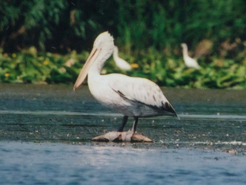 pelikn kuerav
 (Pelecanus crispus
)