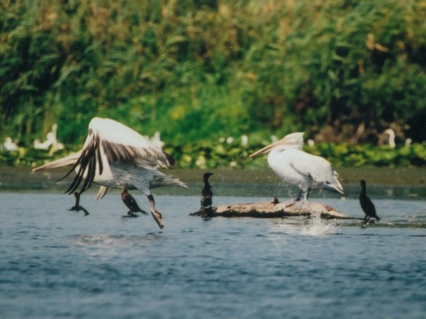 pelikn kuerav
 (Pelecanus crispus
)