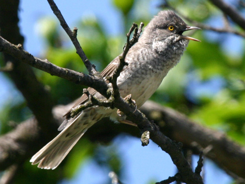 penica jarab
 (Sylvia nisoria
)
