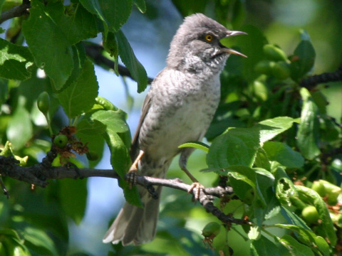 penica jarab
 (Sylvia nisoria
)