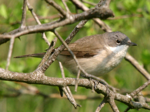 penica popolav
 (Sylvia curruca
)