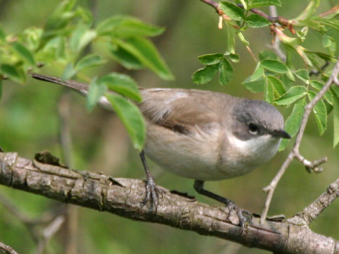 penica popolav
 (Sylvia curruca
)