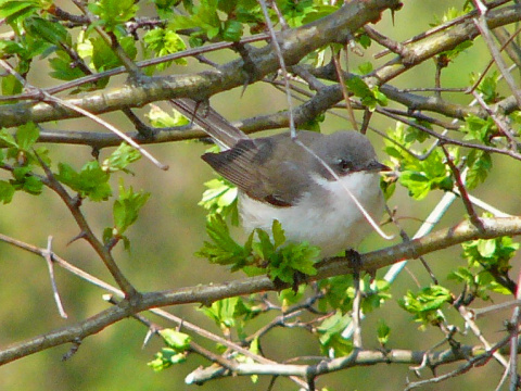 penica popolav
 (Sylvia curruca
)