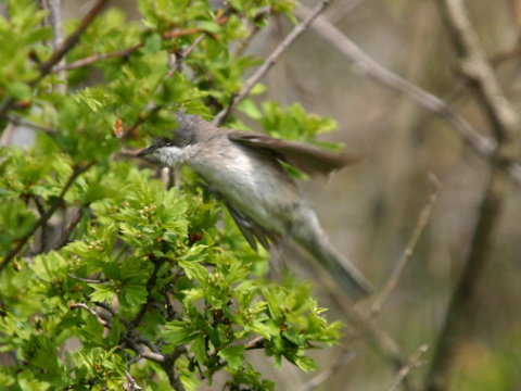 penica popolav
 (Sylvia curruca
)