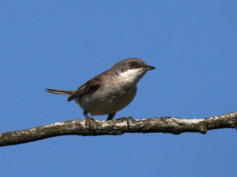 penica popolav
 (Sylvia curruca
)