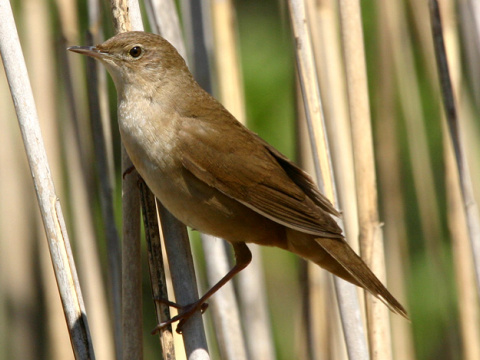 svriak slvikovit
 (Locustella luscinioides
)