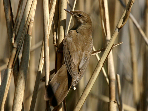 svriak slvikovit
 (Locustella luscinioides
)
