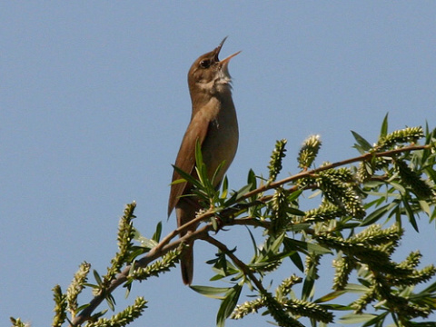 svriak slvikovit
 (Locustella luscinioides
)