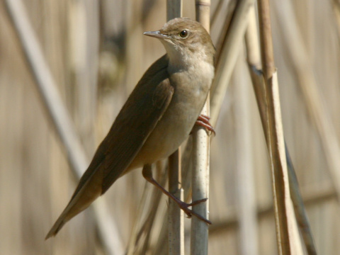 svriak slvikovit
 (Locustella luscinioides
)