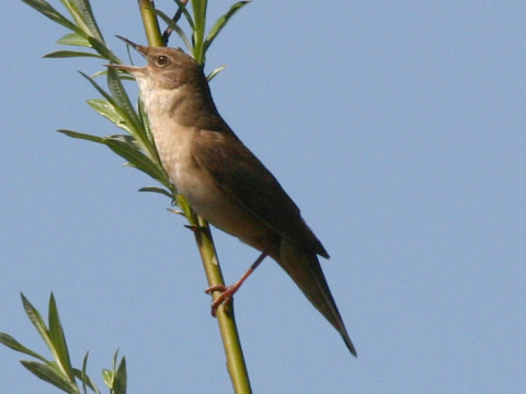 svriak slvikovit
 (Locustella luscinioides
)