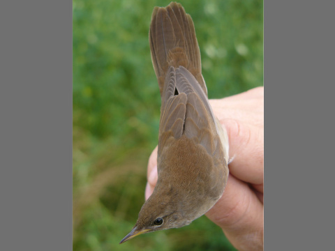 svriak slvikovit
 (Locustella luscinioides
)