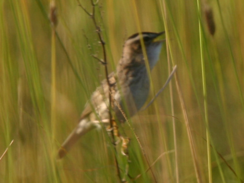 trsteniarik vodn
 (Acrocephalus paludicola
)