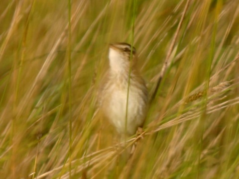 trsteniarik vodn
 (Acrocephalus paludicola
)
