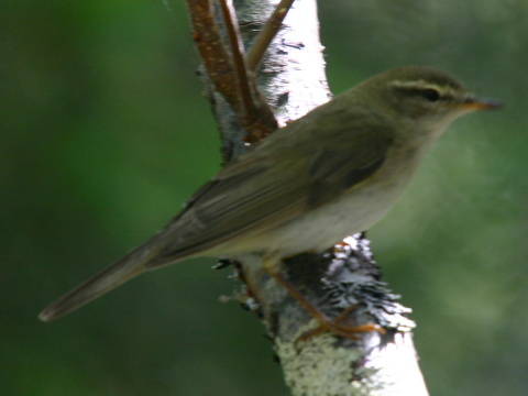 kolibkrik spevav
 (Phylloscopus trochilus
)