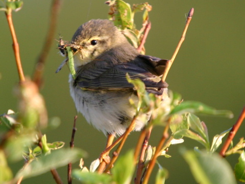 kolibkrik spevav
 (Phylloscopus trochilus
)