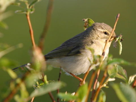 kolibkrik spevav
 (Phylloscopus trochilus
)